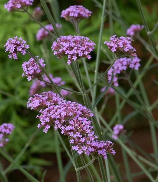 Verbena bonariensis 'Bonnie Blue'